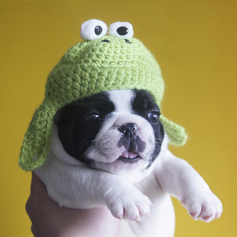 FROG HAT. frenchie turdnugget not included